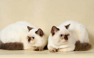 Шоколадный-пойнт окрасы британских кошек: фото, стандарт породы. Шоколадный-пойнт британские кошки, коты, котята: фото. Британцы шоколад-пойнт: стандарт окраса (британцы шоколад пойнт, шоколадный поинт: британские котята, коты, кошки)
